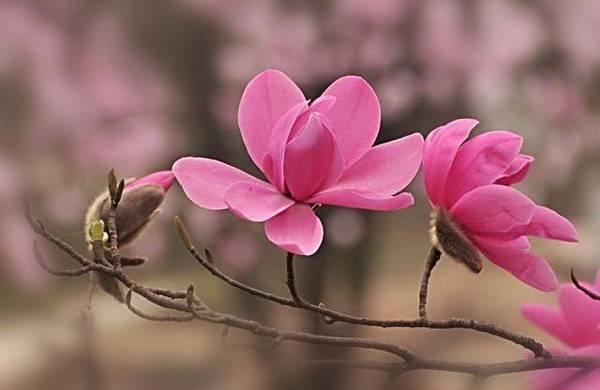 清明，獻給您一束辛夷花